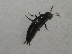 Philonthus splendens