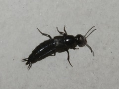 Philonthus splendens