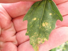 Peronospora variabilis