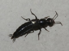 Philonthus splendens