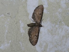 Eupithecia assimilata