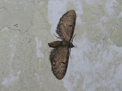 Eupithecia assimilata