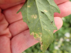 Peronospora variabilis