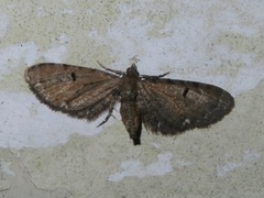 Eupithecia assimilata
