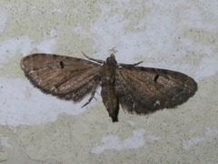 Eupithecia assimilata