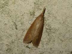 Schoenobius gigantella
