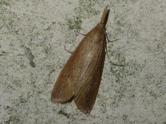 Schoenobius gigantella