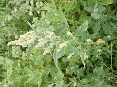 Peronospora variabilis