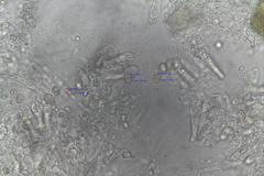 Entoloma albidocoeruleum