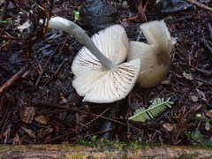 Entoloma albidocoeruleum