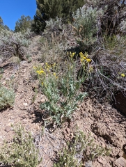 Crepis intermedia