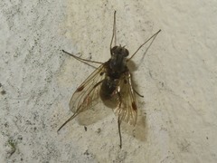 Chrysopilus cristatus