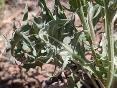 Crepis intermedia