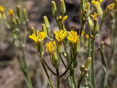 Crepis intermedia