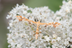 Geina periscelidactylus