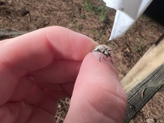 Leptostylus asperatus