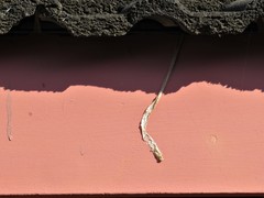 Philothamnus semivariegatus