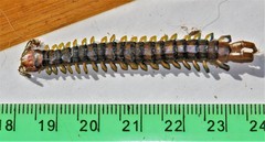 Scolopendra morsitans