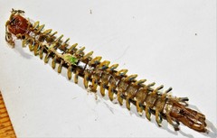 Scolopendra morsitans