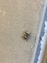 Hasarius