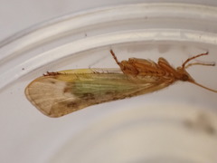 Limnephilus flavicornis