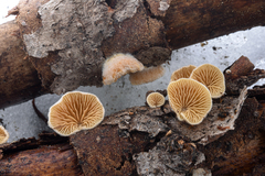 Crepidotus fimbriatus