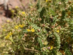 Ivesia baileyi