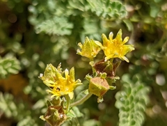 Ivesia baileyi
