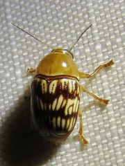 Cryptocephalus fulguratus
