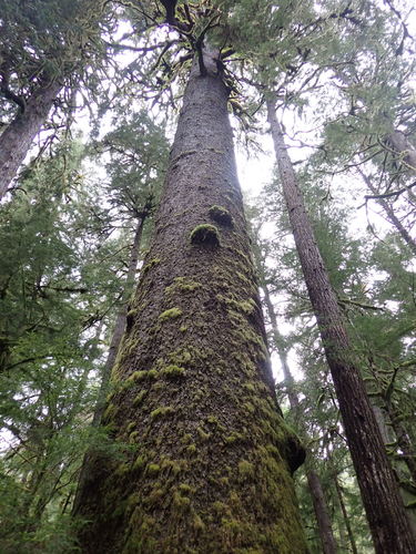 Sitka spruce