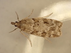 Scoparia ambigualis
