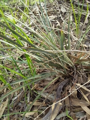 Lomandra multiflora dura