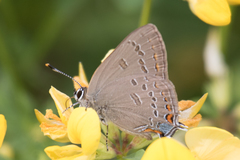 Satyrium edwardsii