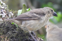 Camarhynchus parvulus