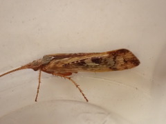 Limnephilus marmoratus