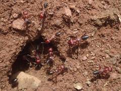 Cataglyphis nodus