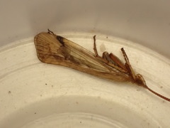 Limnephilus decipiens