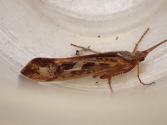 Limnephilus marmoratus