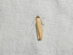 Holcocera immaculella