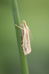 Crambus saltuellus