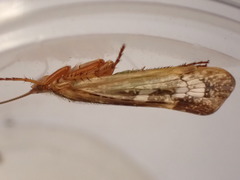 Limnephilus marmoratus