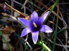 Romulea linaresii