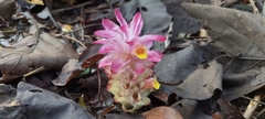 Curcuma aromatica