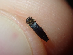 Agrilus pratensis