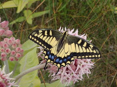 Papilio
