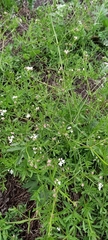 Galium paniculatum