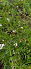 Galium paniculatum