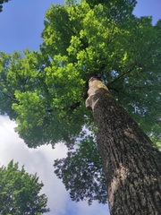 Fraxinus excelsior