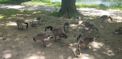 Branta canadensis