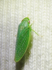 Gyponana cacumina